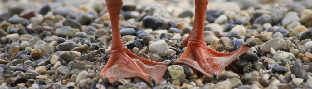 Ankkain vallankumous